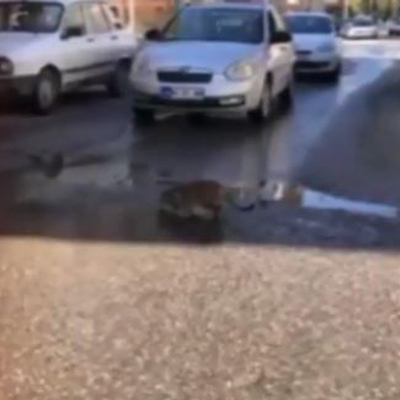 Kedi yolun ortasında su içmeye başladı