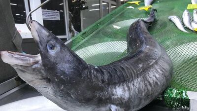 Böylesi her zaman görülmez