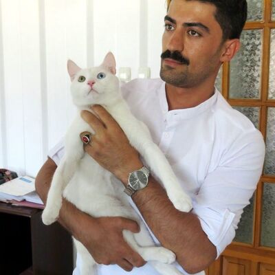 Kediye işkence gibi tedavi! 190 bin TL verdi ama..