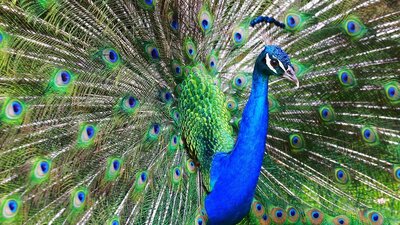 Narsisizm nedir ve görülme sıklığı neden artıyor?