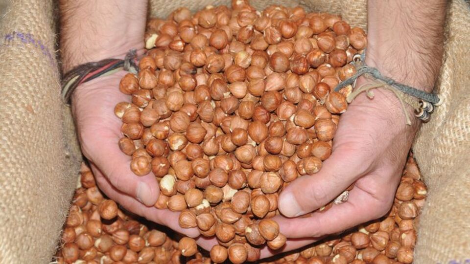 Fındıkta alan bazlı destek ödemeleri başladı