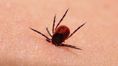 Lyme hastalığı nedir?