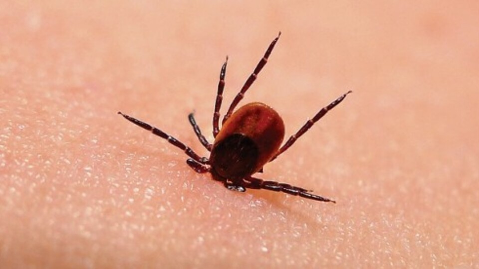 Lyme hastalığı nedir?