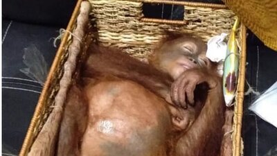 Endonezya: Ülkeden kaçırılmaya çalışılan küçük orangutan havalimanında kurtarıldı
