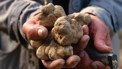 Dolaman mantarı nedir? Fiyatı ne kadar?