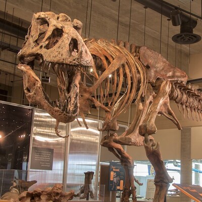 Dünyanın en büyük en yaşlı T-rex fosili