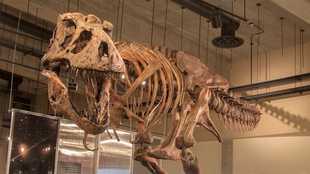 Dünyanın en büyük en yaşlı T-rex fosili