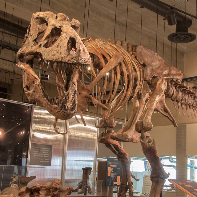 Dünyanın en büyük en yaşlı T-rex fosili