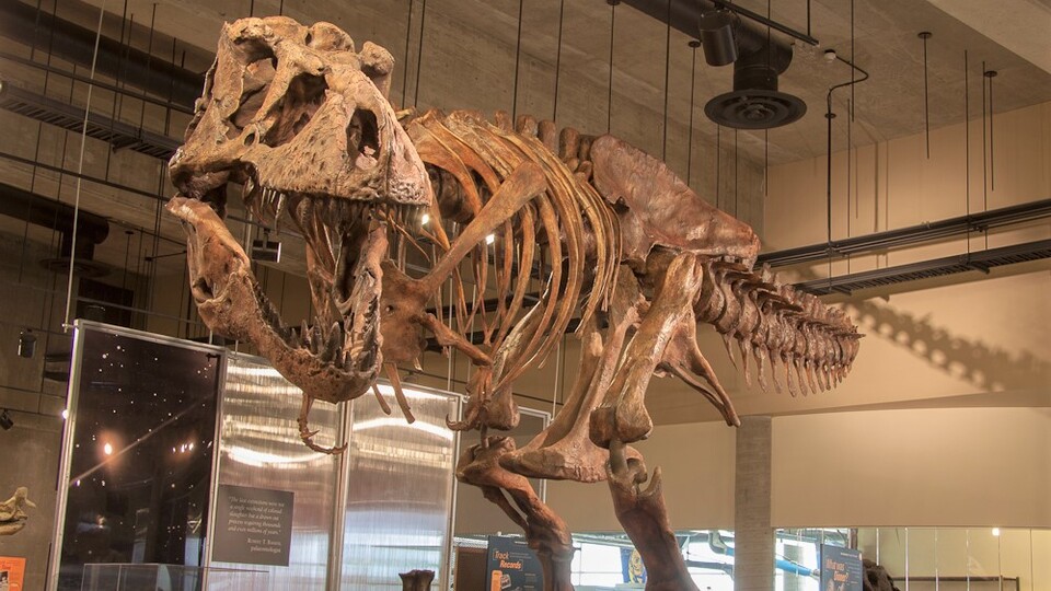 Dünyanın en büyük en yaşlı T-rex fosili