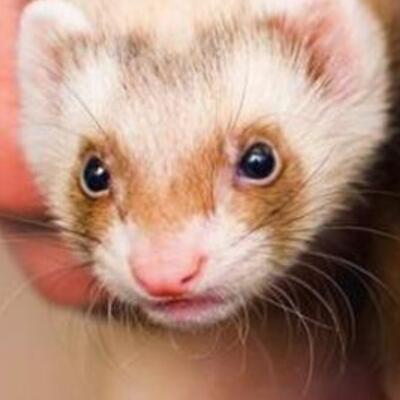 Yasak ama internetten satılıyor!
