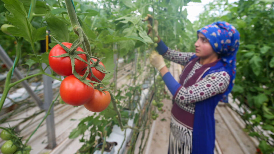 Donacağız! Çiftçi ve seracılara uyarı!