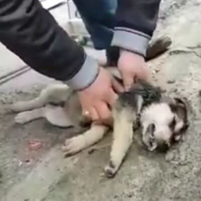 Olay görüntü bugün Rize'den geldi!