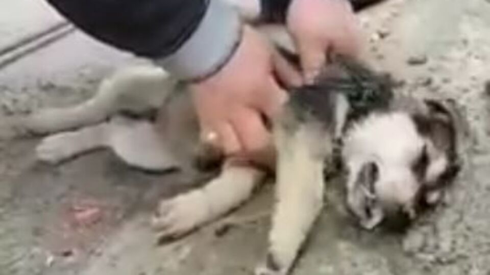 Olay görüntü bugün Rize'den geldi!