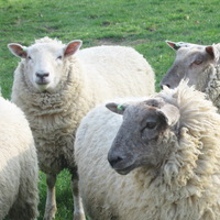 Küçükbaş hayvan sigortası yüzde 74 arttı