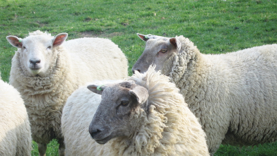 Küçükbaş hayvan sigortası yüzde 74 arttı