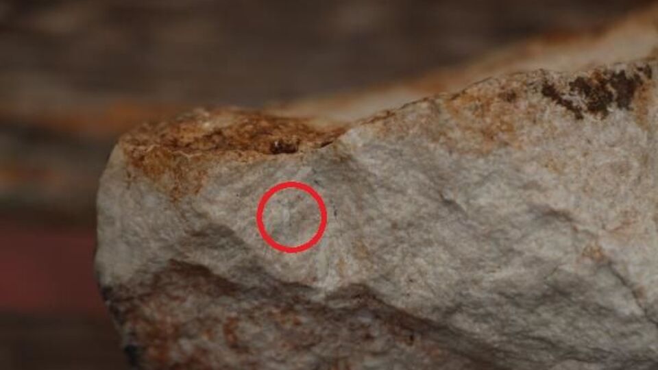 Cudi'de büyük keşif! 12 milyon yıllık...