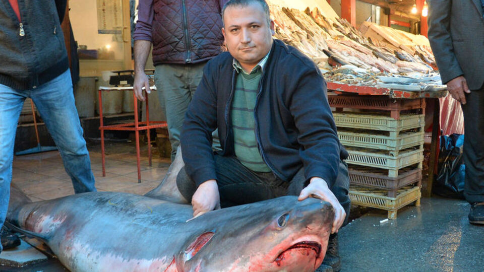 Bu dev başını yaktı! Haberleri izleyince harekete geçtiler