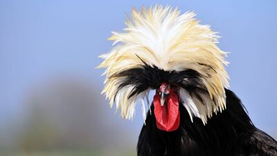 Fiyatı 1000 liraya kadar çıkıyor!