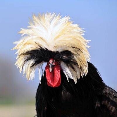 Fiyatı 1000 liraya kadar çıkıyor!