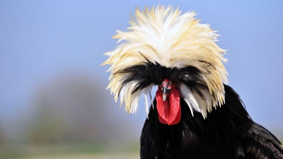 Fiyatı 1000 liraya kadar çıkıyor!