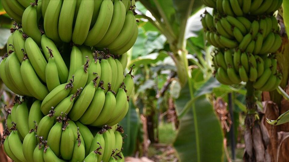 Maldivler'e Türk muzu