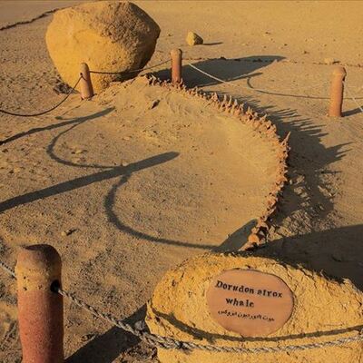 Çölün ortasında balina fosili!