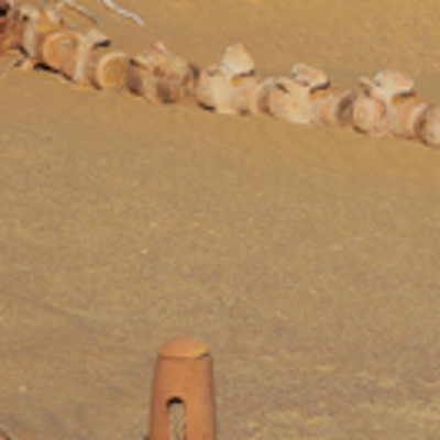 Mısır çöllerindeki 40 milyon yıllık balina fosilleri!