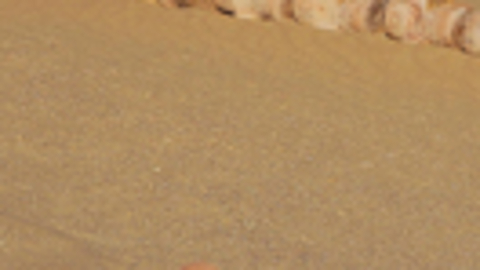 Mısır çöllerindeki 40 milyon yıllık balina fosilleri!