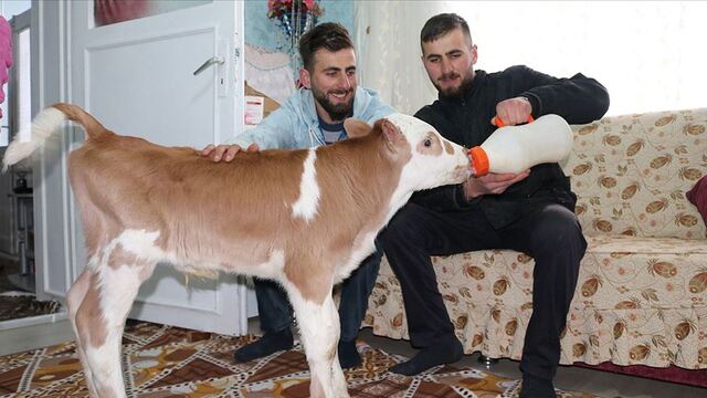 Annesi ölen Poyraz'ı biberonla besliyorlar