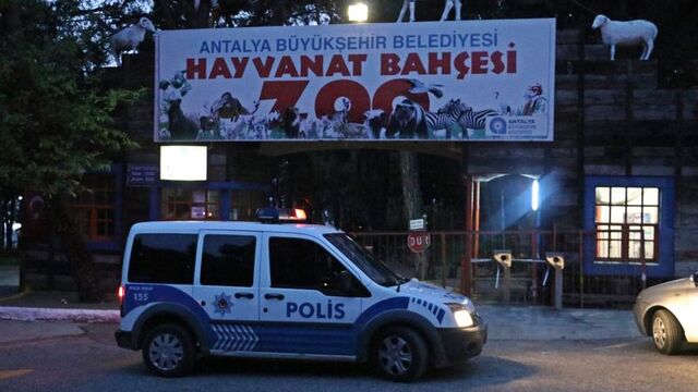 Antalya'da hayvanat bahçesinden kurt kaçtı