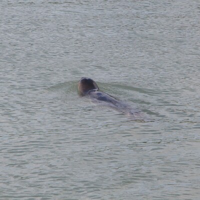 Avlanmak isterken kendini çayda buldu