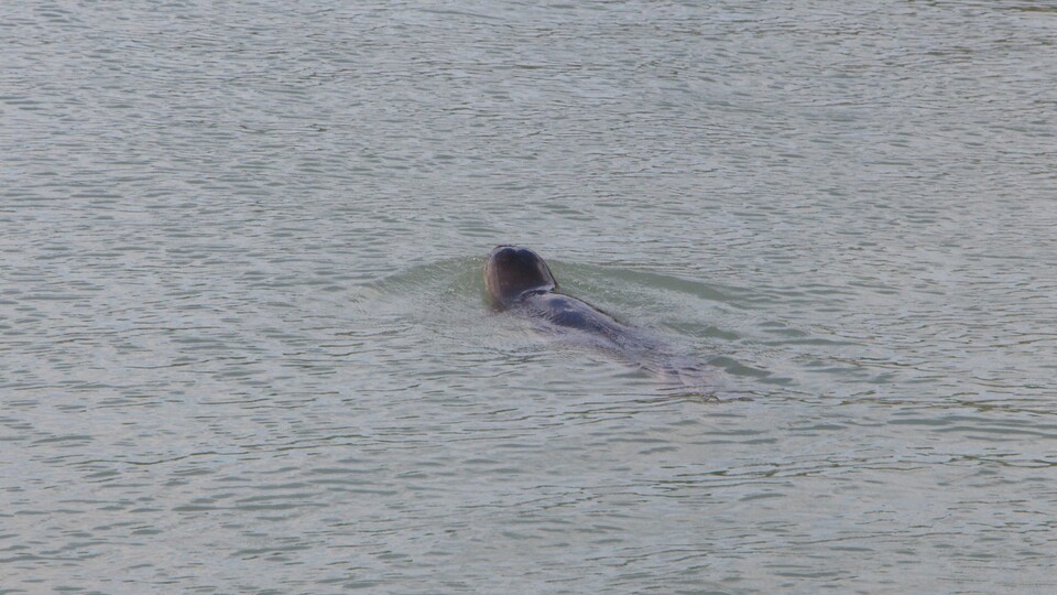 Avlanmak isterken kendini çayda buldu