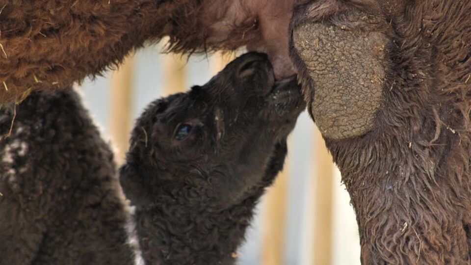 Yavru deve ilgi odağı oldu