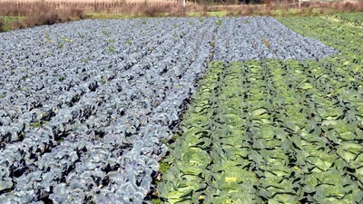 Martta en çok lahananın fiyatı arttı