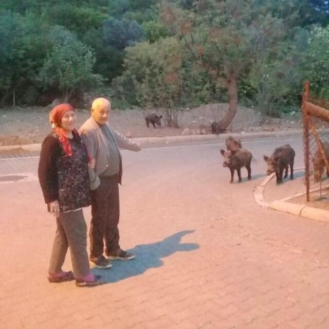 Marmaris'te domuzlar şehre indi