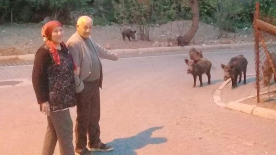 Marmaris'te domuzlar şehre indi