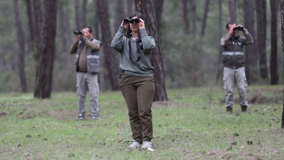 "Firari kurt" ormanda aranıyor