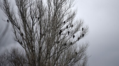 Buldukları her şeyi yiyorlar