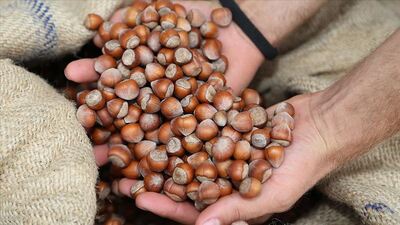 Fındık için yol haritası belirlenecek