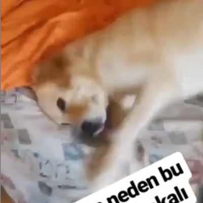 Yine kanımız dondu! Çektiği acı yürek burktu!