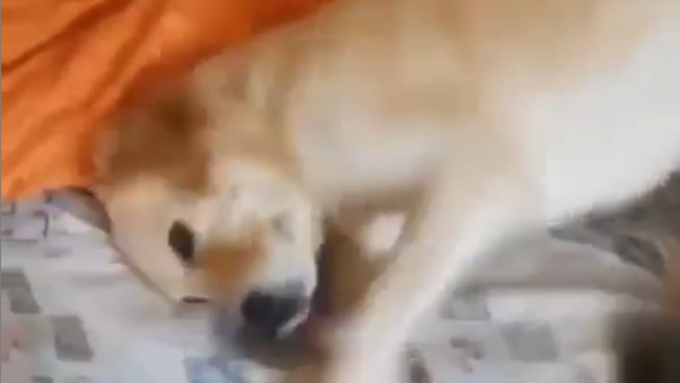 Yine kanımız dondu! Çektiği acı yürek burktu!