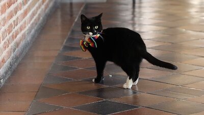 İngiltere'de 'eşitlik' ataması