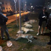 Ankara'da köpek katliamı!