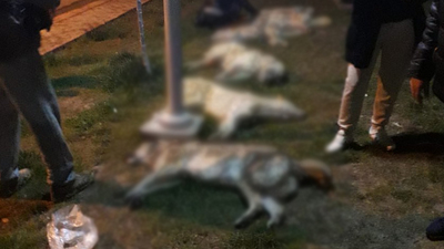 Ankara'da köpek katliamı!