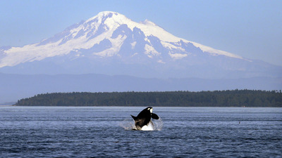 Ada satın alıp, ampul çalmakla suçlandı