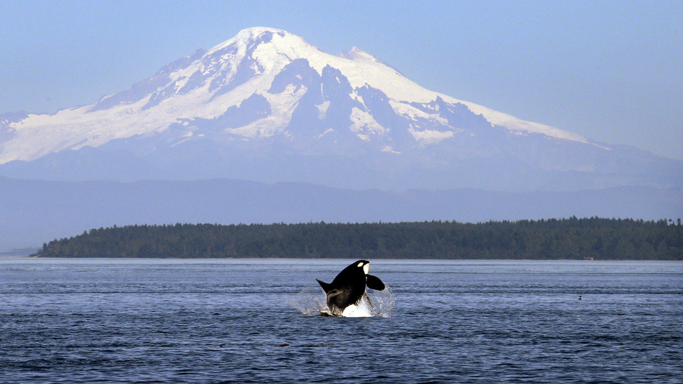Ada satın alıp, ampul çalmakla suçlandı