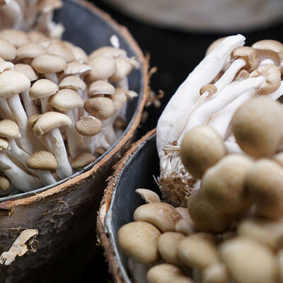 Dikkat! Bir tanesi bile ölüme götürebilir!