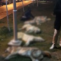 Ankara'daki köpek katliamında gözaltı sayısı 3'e yükseldi!