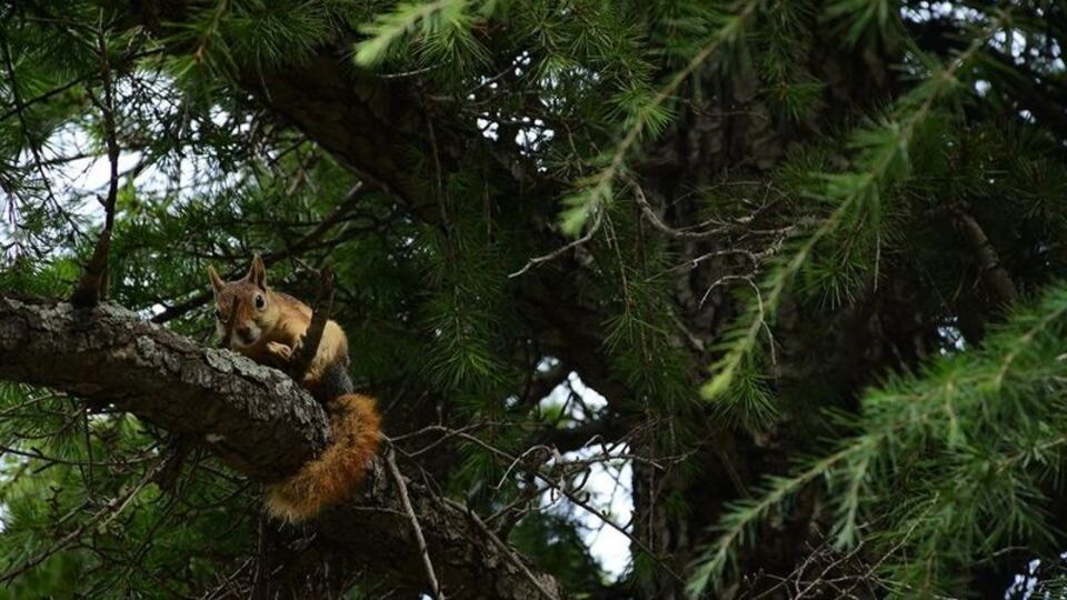 Sincabı vuracaktı! Kendi öldü, kızı yaralı...
