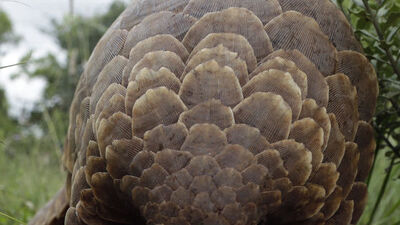 Nesli tükenmek üzere ama... Tonlarcası yakalandı!